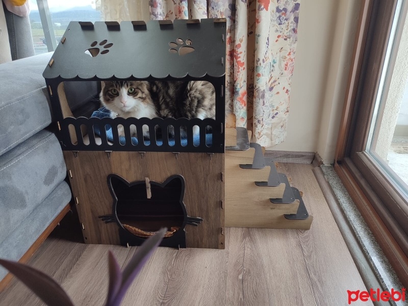 Tekir Kedi, Kedi  Boncuk fotoğrafı