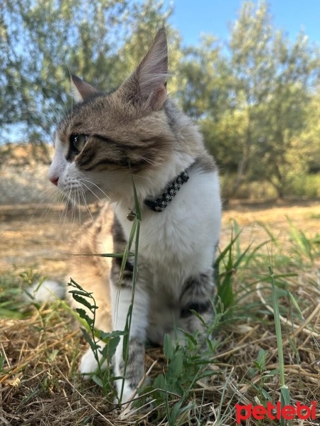 Tekir Kedi, Kedi  Boncuk fotoğrafı