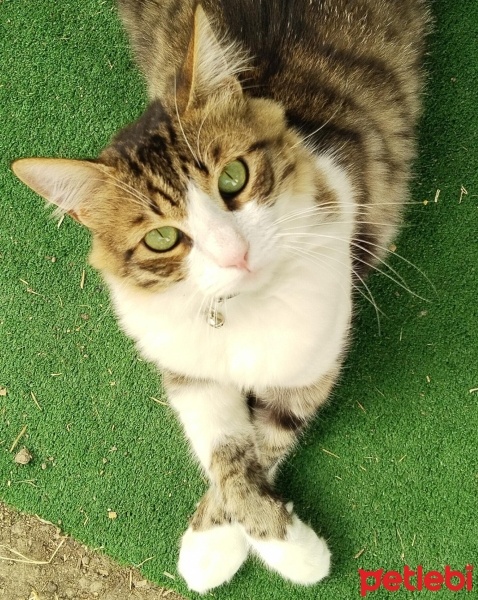 Tekir Kedi, Kedi  Boncuk fotoğrafı