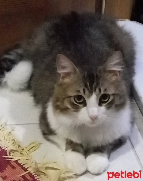 Tekir Kedi, Kedi  Boncuk fotoğrafı