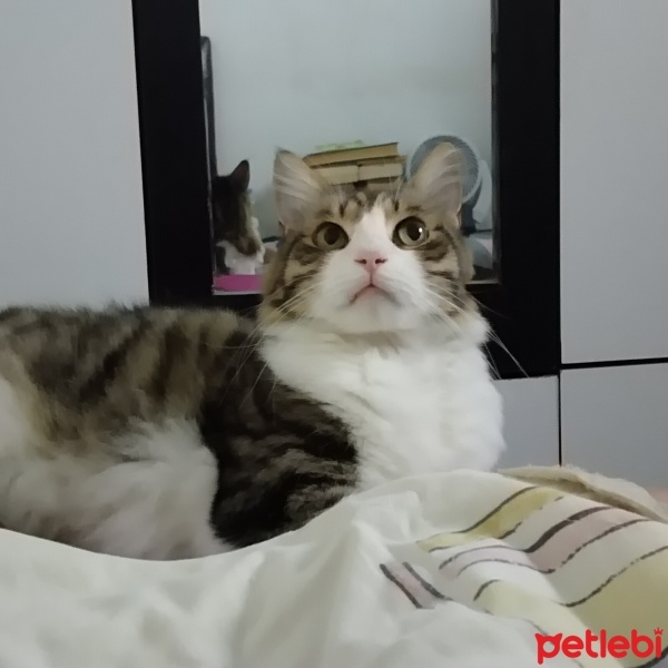 Tekir Kedi, Kedi  Boncuk fotoğrafı
