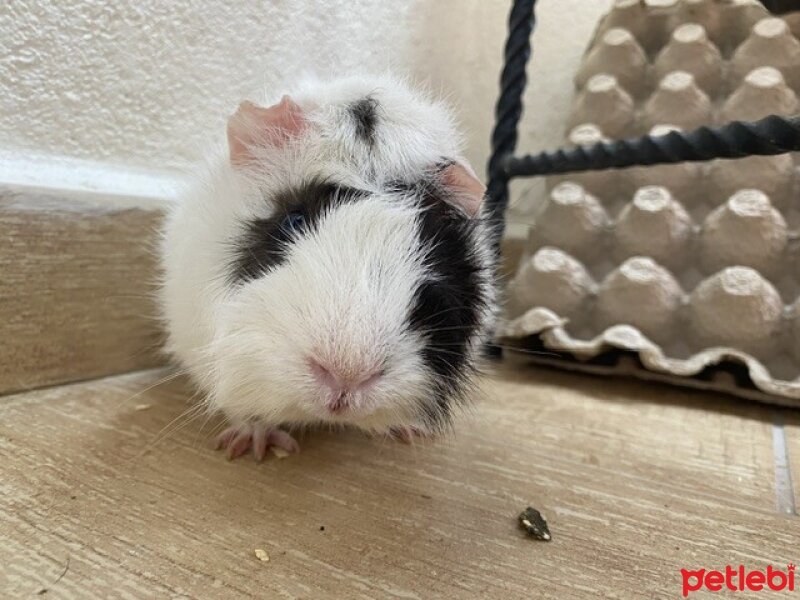 Guinea Pig, Kemirgen  miki fotoğrafı