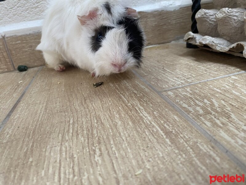 Guinea Pig, Kemirgen  miki fotoğrafı