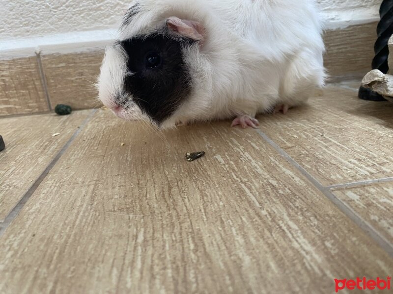 Guinea Pig, Kemirgen  miki fotoğrafı