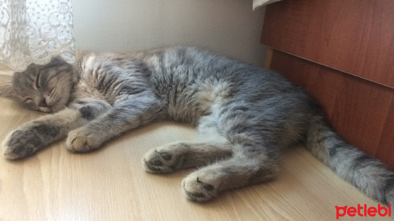 Australian Mist, Kedi  kül kedisi fotoğrafı