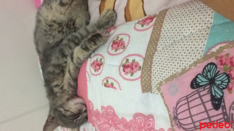 Australian Mist, Kedi  kül kedisi fotoğrafı