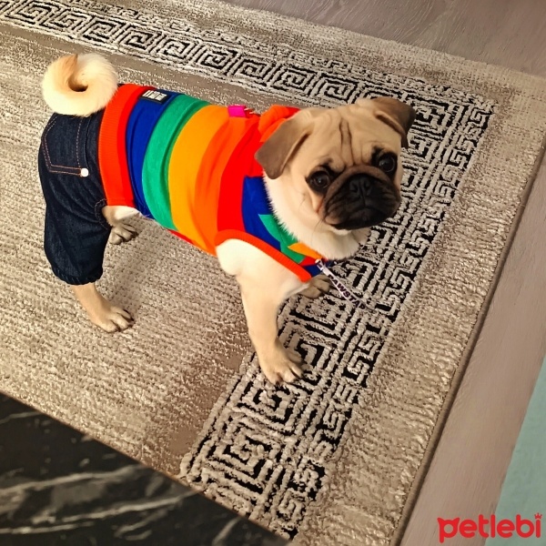 Pug, Köpek  Mişha fotoğrafı