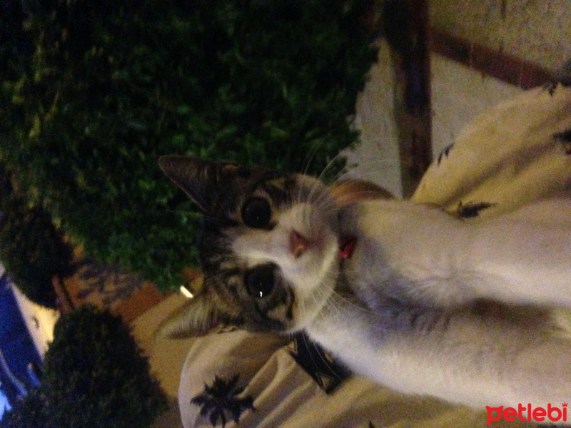 Abyssinian, Kedi  Minnoş fotoğrafı