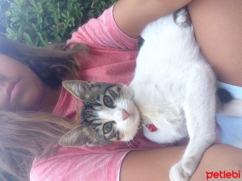 Abyssinian, Kedi  Minnoş fotoğrafı