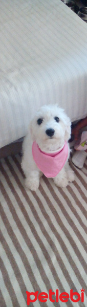 Maltese, Köpek  Puppy fotoğrafı