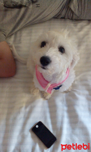 Maltese, Köpek  Puppy fotoğrafı