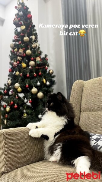 British Longhair, Kedi  Pati fotoğrafı