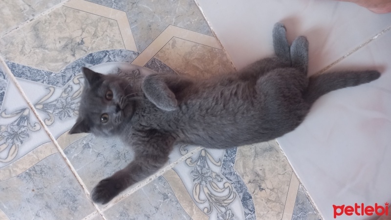 British Shorthair, Kedi  Müezza fotoğrafı