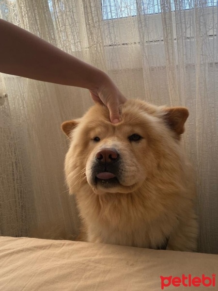 Chow Chow (çin Aslanı), Köpek  Maya fotoğrafı