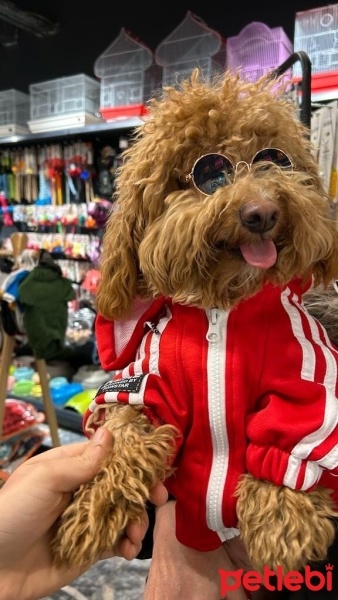 Poodle (Minyatür Kaniş), Köpek  Kıtıl fotoğrafı