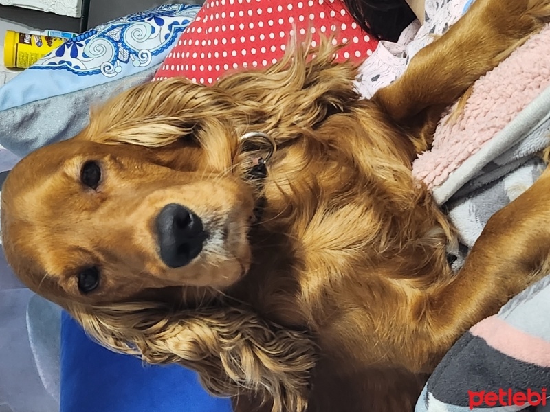 Amerikan Cocker Spaniel, Köpek  Lessi fotoğrafı