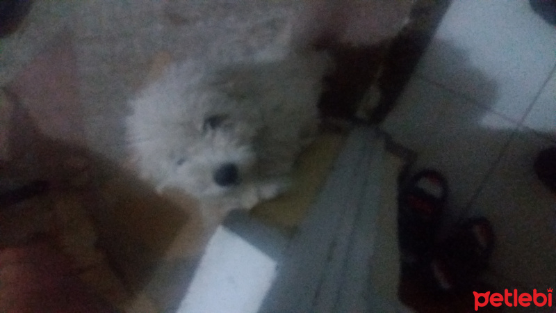 Maltese, Köpek  Pamuk fotoğrafı