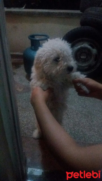 Maltese, Köpek  Pamuk fotoğrafı