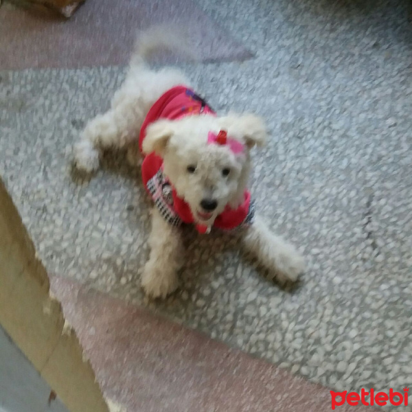 Maltese, Köpek  Pamuk fotoğrafı