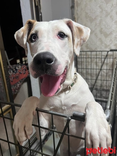 Dogo Arjantin, Köpek  Merlin fotoğrafı