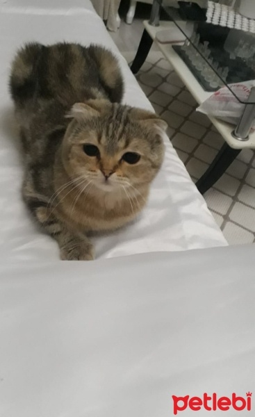 Scottish Fold, Kedi  Bulut fotoğrafı