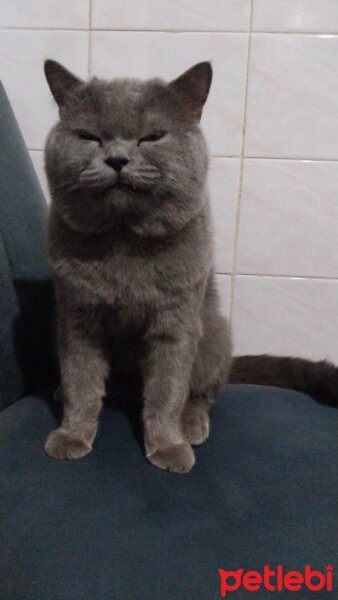 British Shorthair, Kedi  Gümüş fotoğrafı