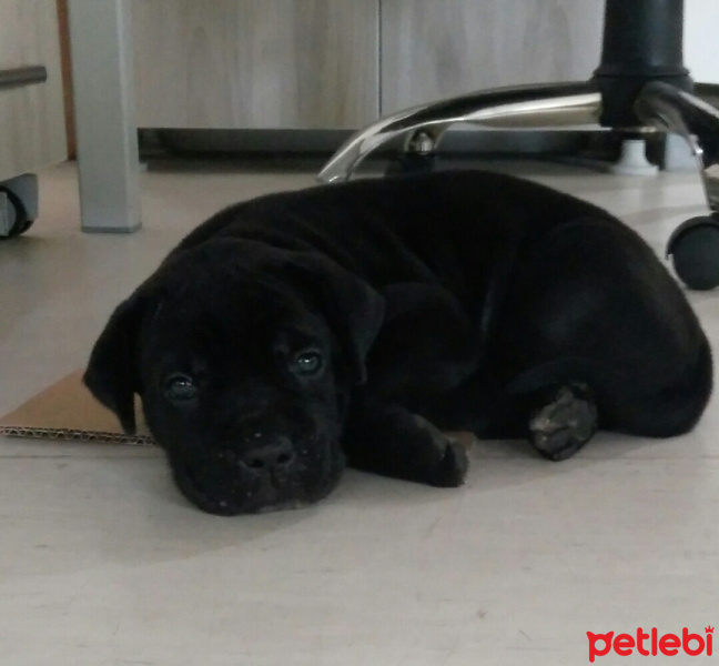 Cane Corso Italiano, Köpek  jjaeger fotoğrafı