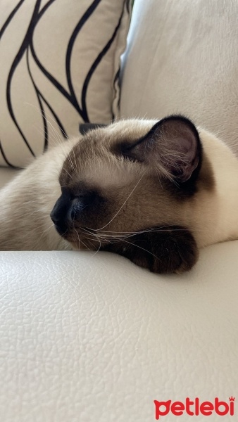 Scottish Fold, Kedi  Paşa fotoğrafı