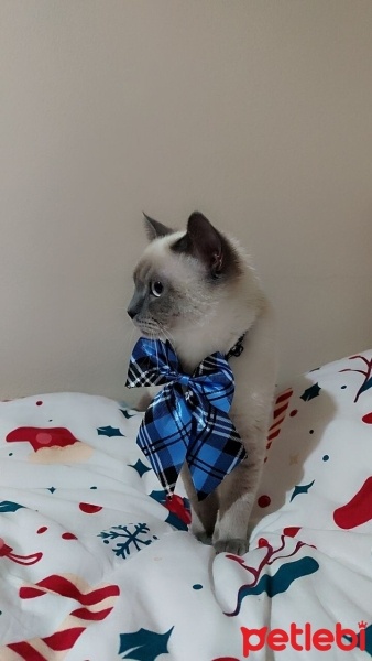 British Shorthair, Kedi  Sebastian fotoğrafı