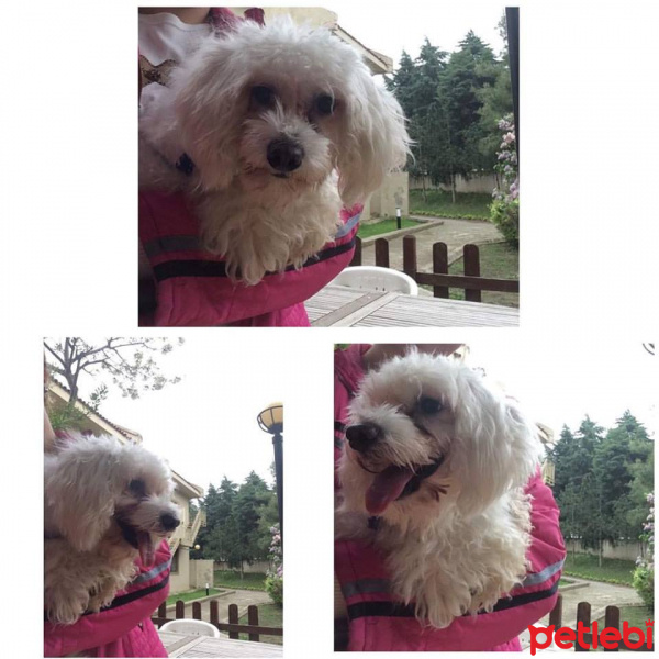 Bichon Havanese, Köpek  miço fotoğrafı