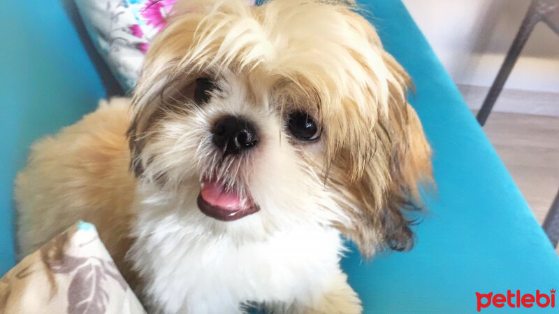 Shih Tzu, Köpek  Cookie fotoğrafı