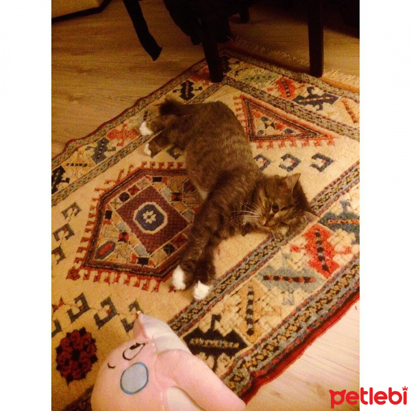 Norwegian Forest, Kedi  ponçik fotoğrafı