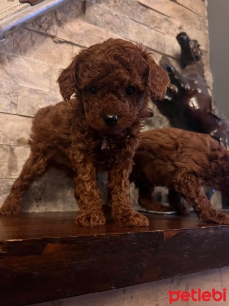 Poodle (Minyatür Kaniş), Köpek  Fındık fotoğrafı