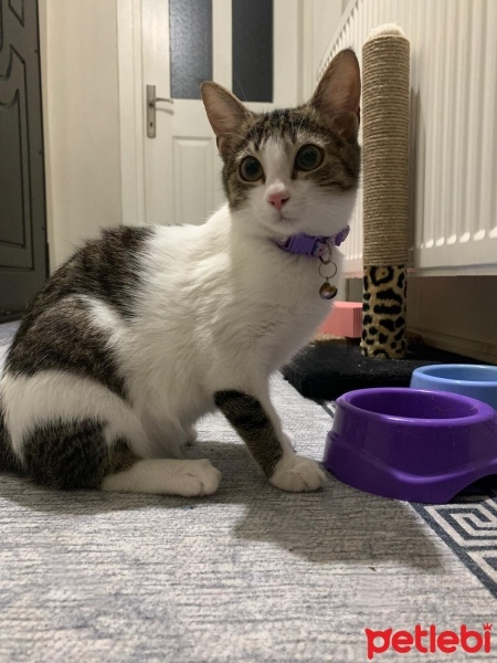 Tekir Kedi, Kedi  Pamuk fotoğrafı