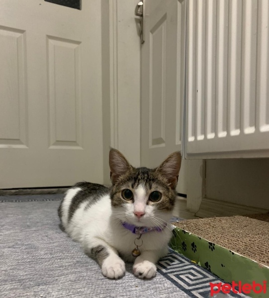Tekir Kedi, Kedi  Pamuk fotoğrafı