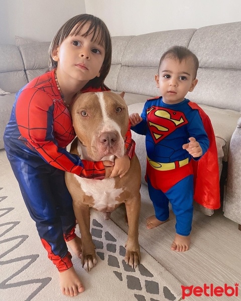 Amerikan Pitbull Terrier, Köpek  Melo fotoğrafı