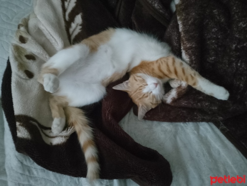 Tekir Kedi, Kedi  Limon fotoğrafı