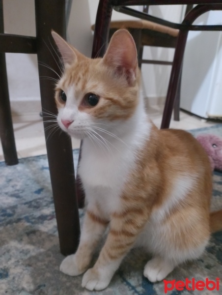 Tekir Kedi, Kedi  Limon fotoğrafı