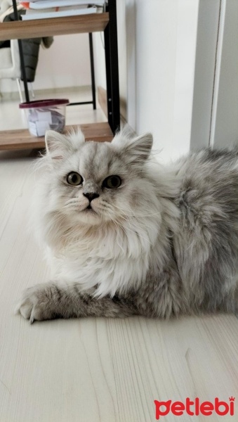 British Longhair, Kedi  Duman fotoğrafı