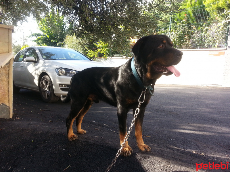 Rottweiler, Köpek  Zeus fotoğrafı