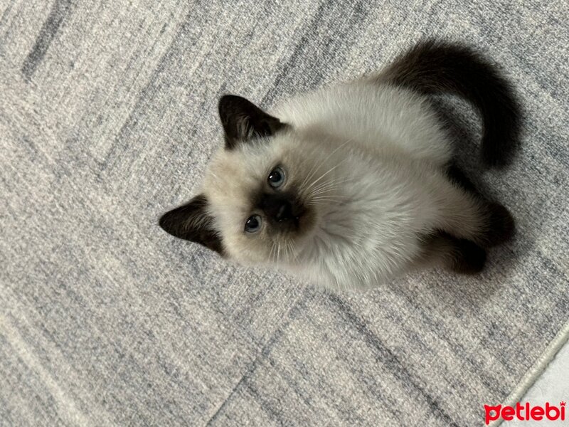 British Shorthair, Kedi  Gandalf fotoğrafı