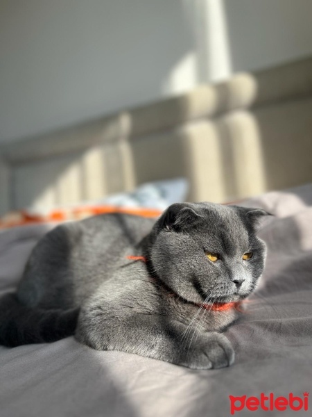 Scottish Fold, Kedi  Fifa fotoğrafı