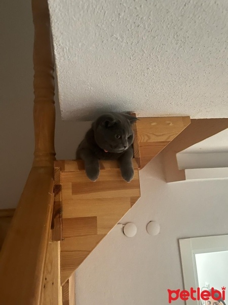 Scottish Fold, Kedi  Fifa fotoğrafı