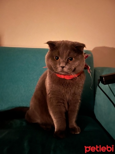 Scottish Fold, Kedi  Fifa fotoğrafı