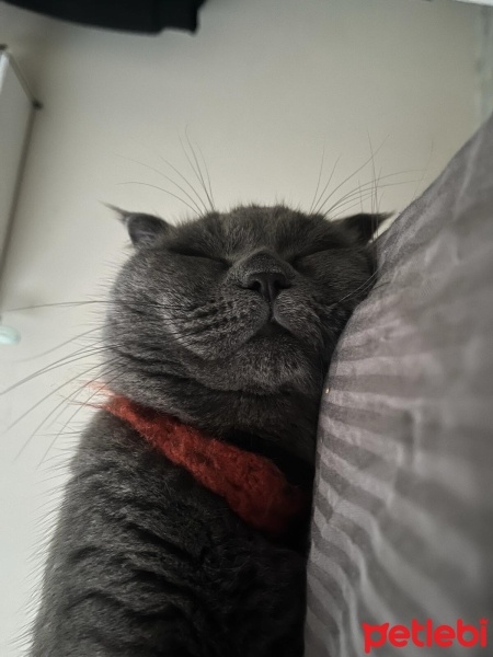 Scottish Fold, Kedi  Fifa fotoğrafı