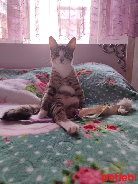 Tekir Kedi, Kedi  Pati fotoğrafı