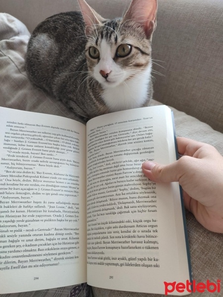 Tekir Kedi, Kedi  Pati fotoğrafı