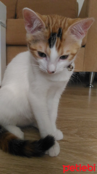 Tekir Kedi, Kedi  Mia fotoğrafı