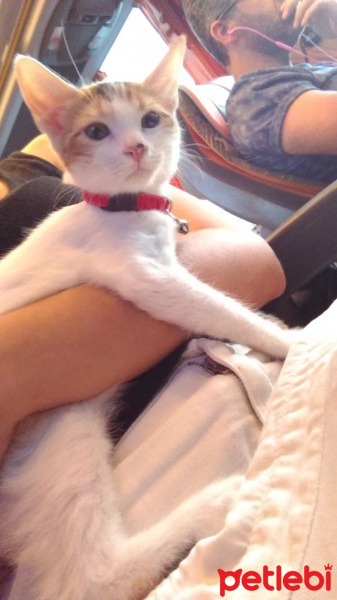 Tekir Kedi, Kedi  Mia fotoğrafı