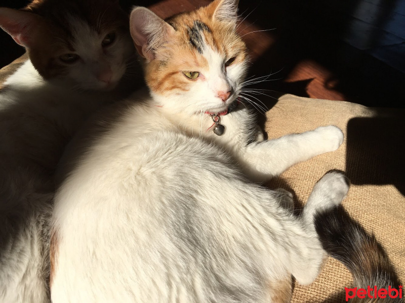 Tekir Kedi, Kedi  Mia fotoğrafı